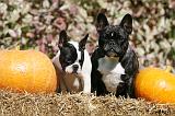 BOULEDOGUE FRANCAIS 1205